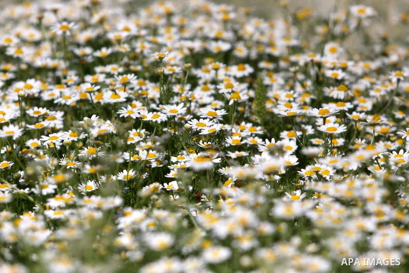 Plants and flowers in the valley "Jriot" near Ramallah in the West Bank, April 10, 2012. Photo by Issam Rimawi