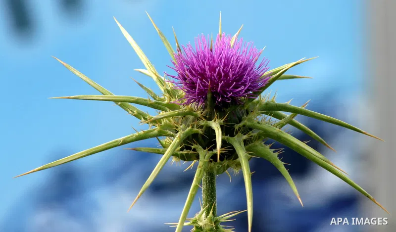 Flowers bloom in spring in Jerusalem near Al aqsa Mosuqe, on Apr.11, 2012. Photo by Mahfouz Abu Turk