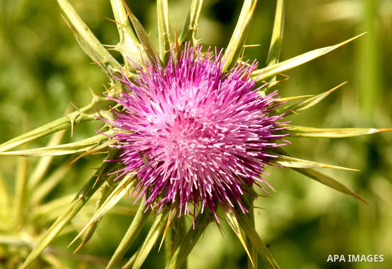 Flowers bloom in spring in Jerusalem near Al aqsa Mosuqe, on Apr.11, 2012. Photo by Mahfouz Abu Turk
