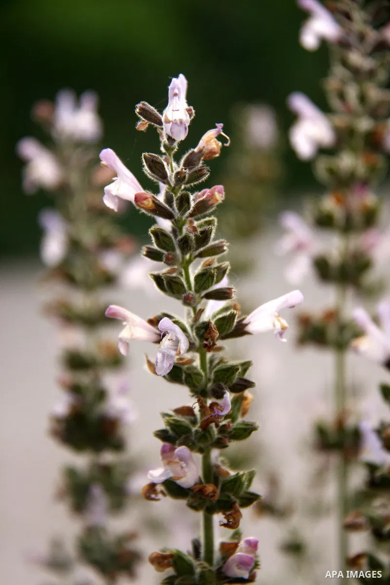 Flowers bloom in the spring of Palestine in the West Bank city of Nablus, April, 15, 2012. Photo by Wagdi Eshtayah