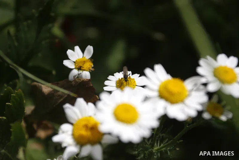 Flowers bloom in the spring of Palestine in the West Bank city of Nablus, April, 15, 2012. Photo by Wagdi Eshtayah