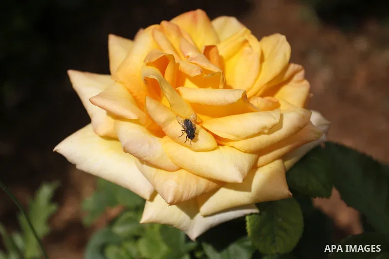Flowers bloom in the spring of Palestine in the West Bank city of Nablus, April, 15, 2012. Photo by Wagdi Eshtayah