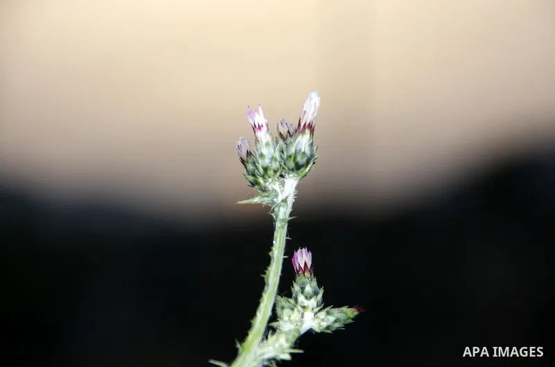 Flowers bloom in the spring of Palestine in the West Bank city of Nablus, April, 15, 2012. Photo by Wagdi Eshtayah