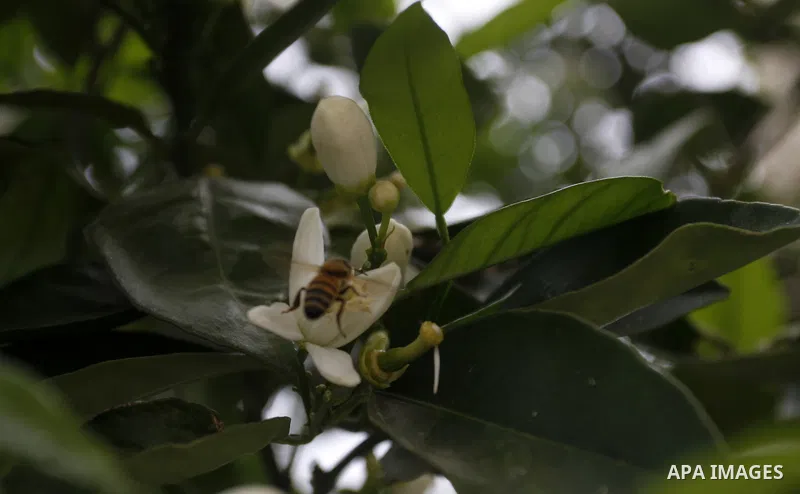 Insects on the plants in the spring of Palestine in the West Bank city of Nablus, April, 15, 2012. Photo by Wagdi Eshtayah