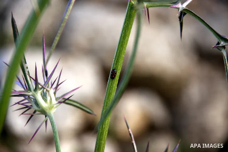 Flowers bloom in the spring of Palestine in the West Bank city of Nablus, April, 15, 2012. Photo by Wagdi Eshtayah