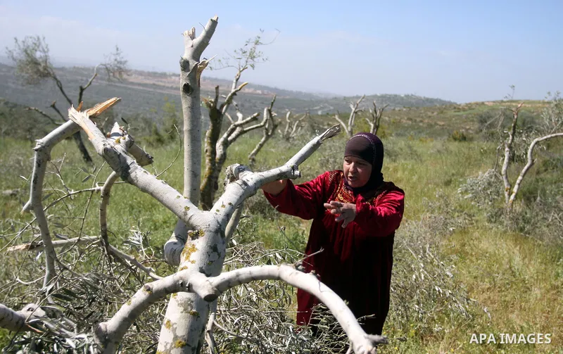 A Palestinian woman, reacts next to the damaged olive trees in her orchard in Beit ilu village, west of Ramallah, on April 16, 2012 that is believed to have been destroyed in a "price tag" attack by settlers from Nhaliel...