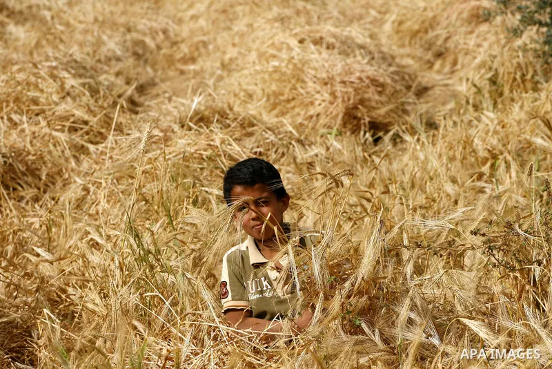 A Palestinian child harvests a wheat crop at a farm in the Khoza'a area near Khan Younis south in Gaza Strip, on April, 19, 2012. Photo by Eyad Al Baba