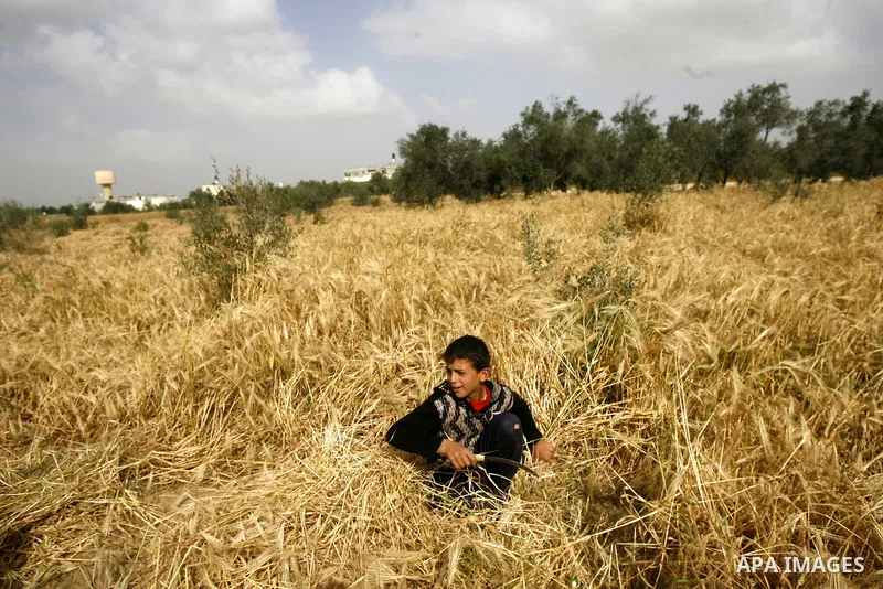 A Palestinian child harvests a wheat crop at a farm in the Khoza'a area near Khan Younis south in Gaza Strip, on April, 19, 2012. Photo by Eyad Al Baba