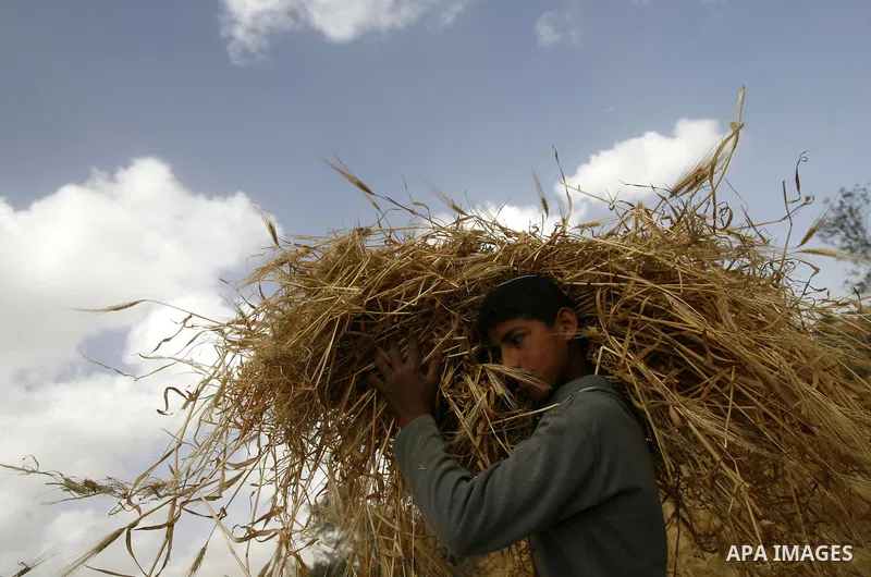 A Palestinian child harvests a wheat crop at a farm in the Khoza'a area near Khan Younis south in Gaza Strip, on April, 19, 2012. Photo by Eyad Al Baba