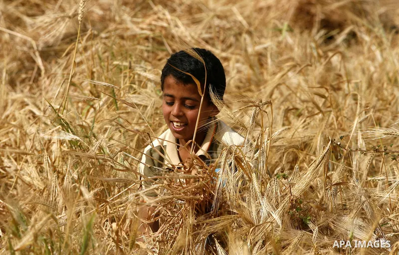 A Palestinian child harvests a wheat crop at a farm in the Khoza'a area near Khan Younis south in Gaza Strip, on April, 19, 2012. Photo by Eyad Al Baba