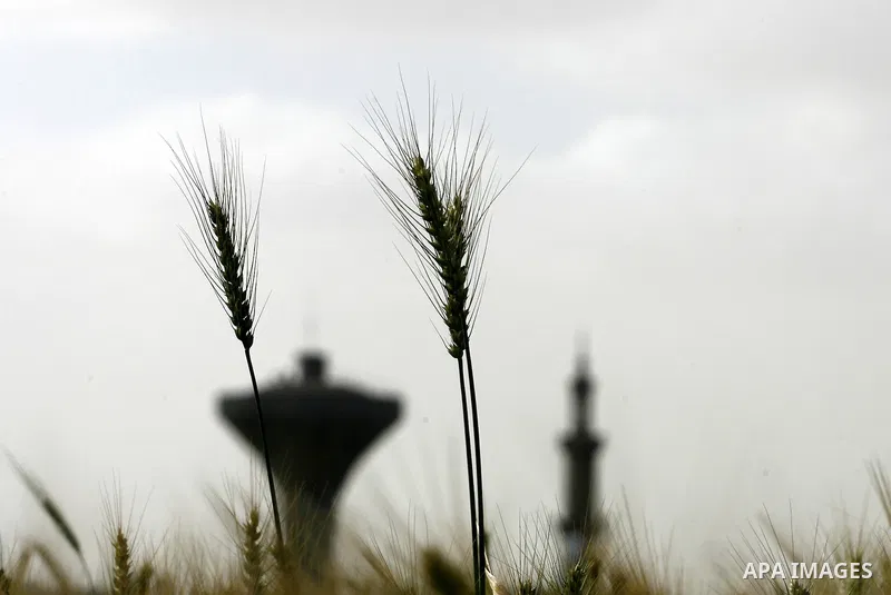 A Palestinian child harvests a wheat crop at a farm in the Khoza'a area near Khan Younis south in Gaza Strip, on April, 19, 2012. Photo by Eyad Al Baba