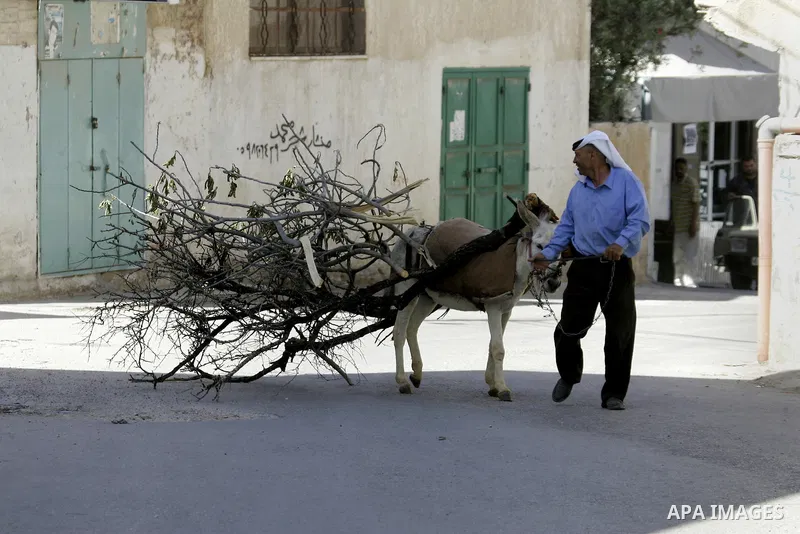 A Palestinian farmer carrying firewood on his donkey in the village of Salem near Nablus in the West Bank on April 24, 2012. Photo by Wagdi Eshtayah