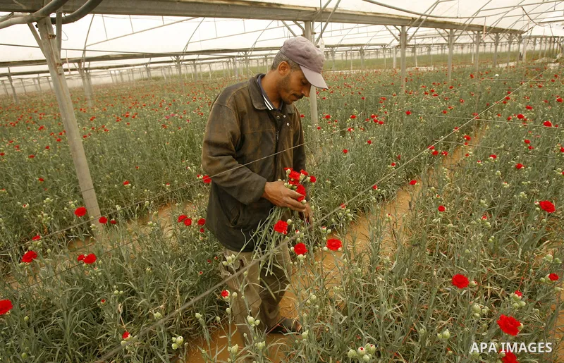 A Palestinian worker collects carnations at a flower farm in Rafah in the southern Gaza Strip on April 29, 2012 after Israel granted special approval for exporting limited quantities of Palestinian flowers from the Gaza...