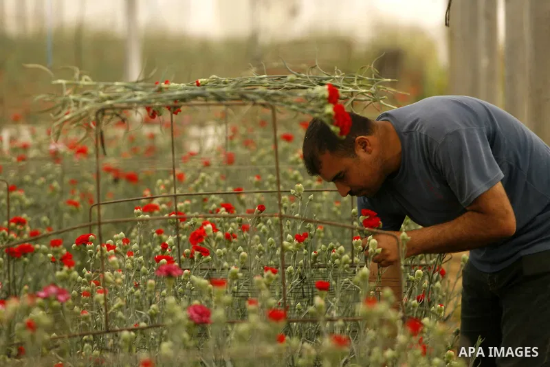 A Palestinian worker collects carnations at a flower farm in Rafah in the southern Gaza Strip on April 29, 2012 after Israel granted special approval for exporting limited quantities of Palestinian flowers from the Gaza...