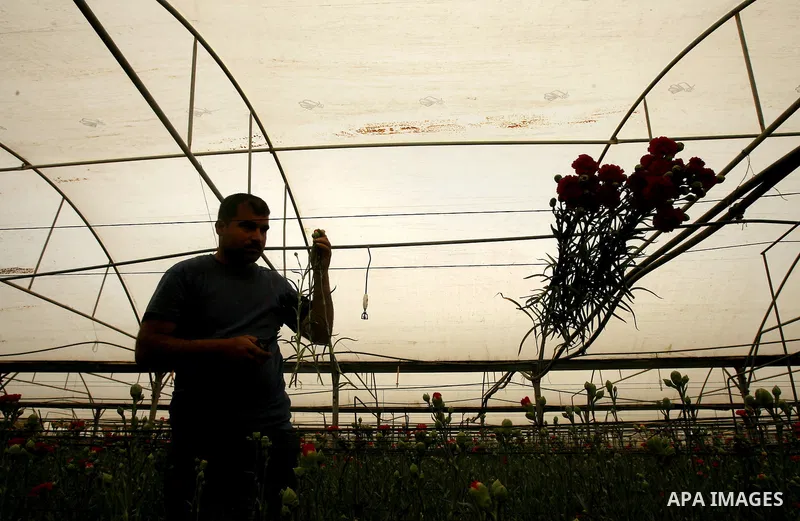 A Palestinian worker collects carnations at a flower farm in Rafah in the southern Gaza Strip on April 29, 2012 after Israel granted special approval for exporting limited quantities of Palestinian flowers from the Gaza...