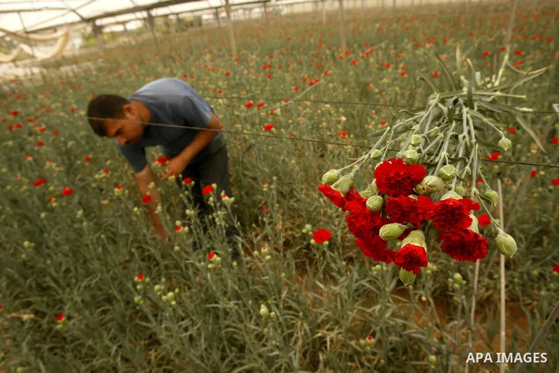 A Palestinian worker collects carnations at a flower farm in Rafah in the southern Gaza Strip on April 29, 2012 after Israel granted special approval for exporting limited quantities of Palestinian flowers from the Gaza...
