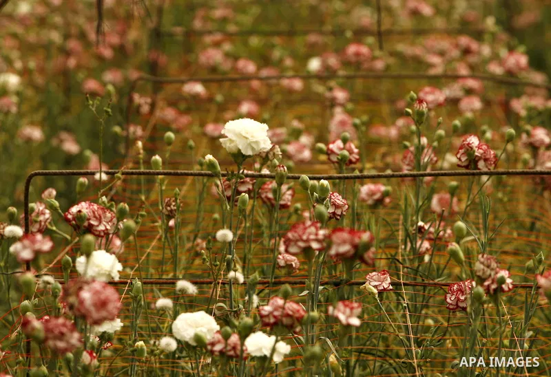A Palestinian worker collects carnations at a flower farm in Rafah in the southern Gaza Strip on April 29, 2012 after Israel granted special approval for exporting limited quantities of Palestinian flowers from the Gaza...