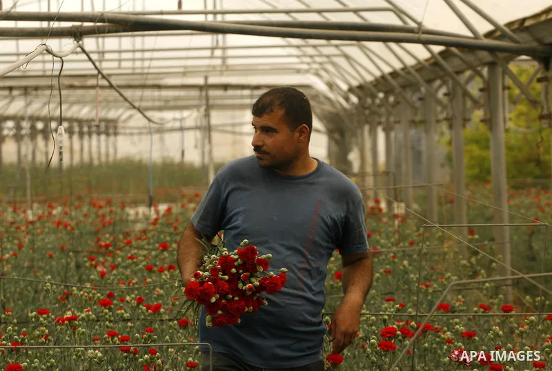A Palestinian worker collects carnations at a flower farm in Rafah in the southern Gaza Strip on April 29, 2012 after Israel granted special approval for exporting limited quantities of Palestinian flowers from the Gaza...