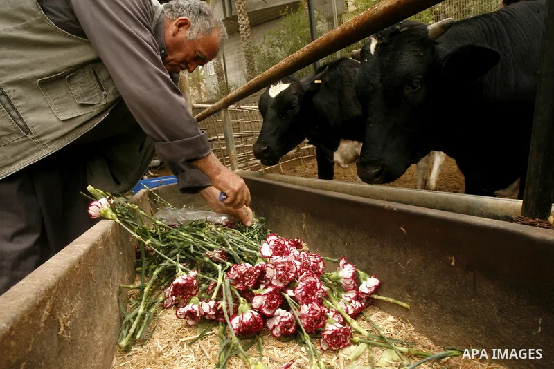 A Palestinian worker collects carnations at a flower farm to feed livestock in Rafah in the southern Gaza Strip on April 29, 2012 after Israel granted special approval for exporting limited quantities of Palestinian flow...