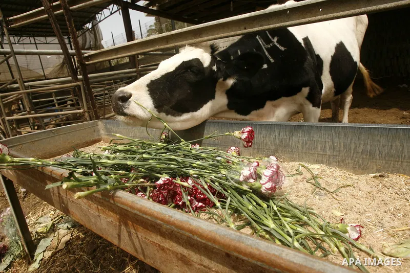 A Palestinian worker collects carnations at a flower farm to feed livestock in Rafah in the southern Gaza Strip on April 29, 2012 after Israel granted special approval for exporting limited quantities of Palestinian flow...