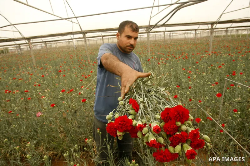 A Palestinian worker collects carnations at a flower farm in Rafah in the southern Gaza Strip on April 29, 2012 after Israel granted special approval for exporting limited quantities of Palestinian flowers from the Gaza...