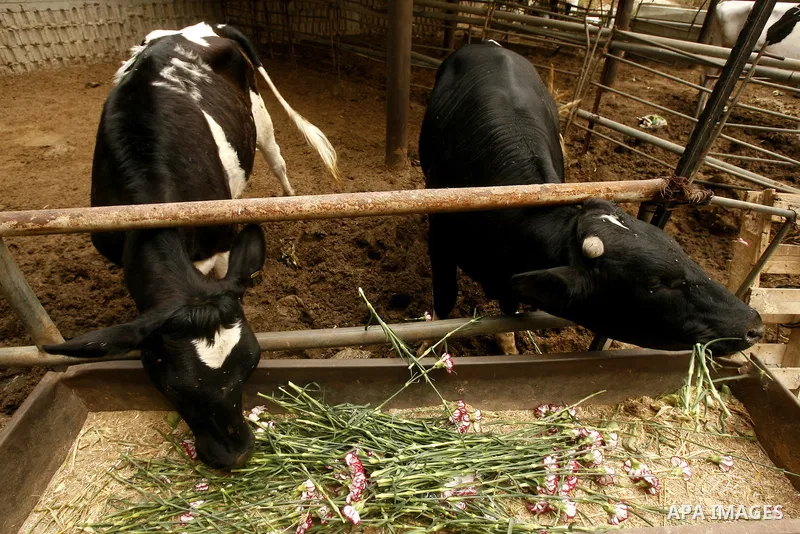 A Palestinian worker collects carnations at a flower farm to feed livestock in Rafah in the southern Gaza Strip on April 29, 2012 after Israel granted special approval for exporting limited quantities of Palestinian flow...