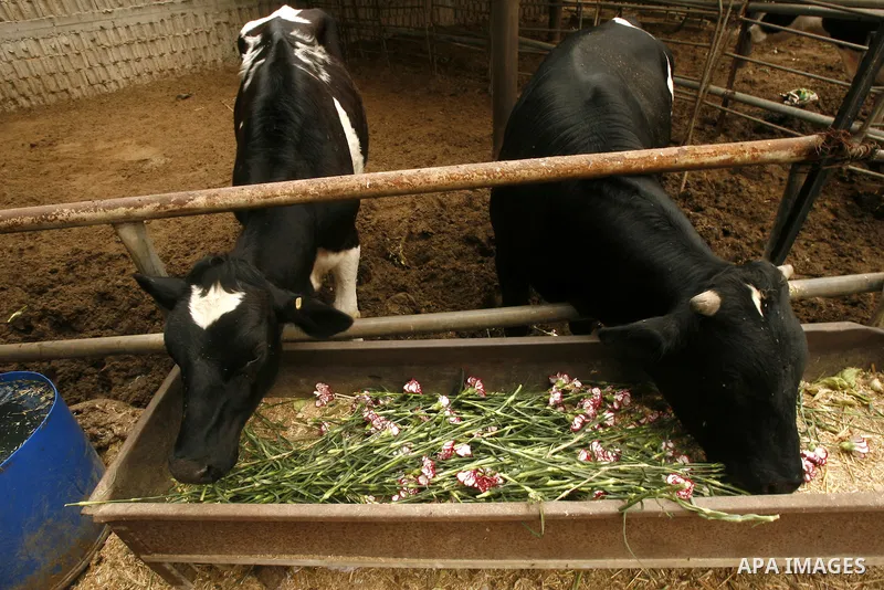 A Palestinian worker collects carnations at a flower farm to feed livestock in Rafah in the southern Gaza Strip on April 29, 2012 after Israel granted special approval for exporting limited quantities of Palestinian flow...