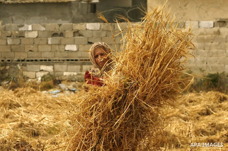 Palestinian woman harvests a wheat crop at a farm in Rafah in the southern Gaza Strip on April 29, 2012. Photo by Eyad Al Baba