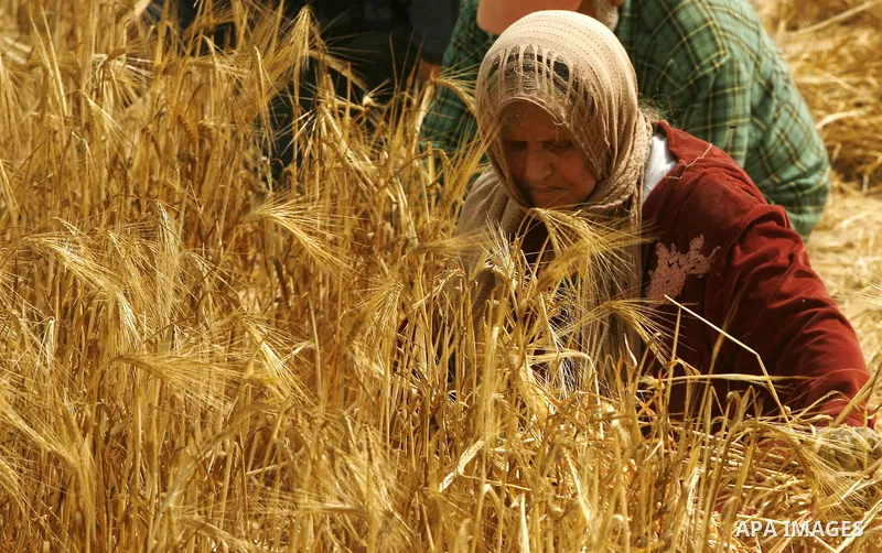 Palestinian woman harvests a wheat crop at a farm in Rafah in the southern Gaza Strip on April 29, 2012. Photo by Eyad Al Baba