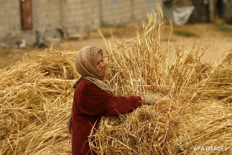 Palestinian woman harvests a wheat crop at a farm in Rafah in the southern Gaza Strip on April 29, 2012. Photo by Eyad Al Baba