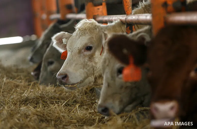 cows are seen at a livestock farm in Rafah, southern Gaza Strip, Wednesday, May 2, 2012. A U.N. agency said Wednesday May 2, 2012 that Egypt's outbreak of foot-and-mouth disease has reached neighboring Gaza Strip and cou...