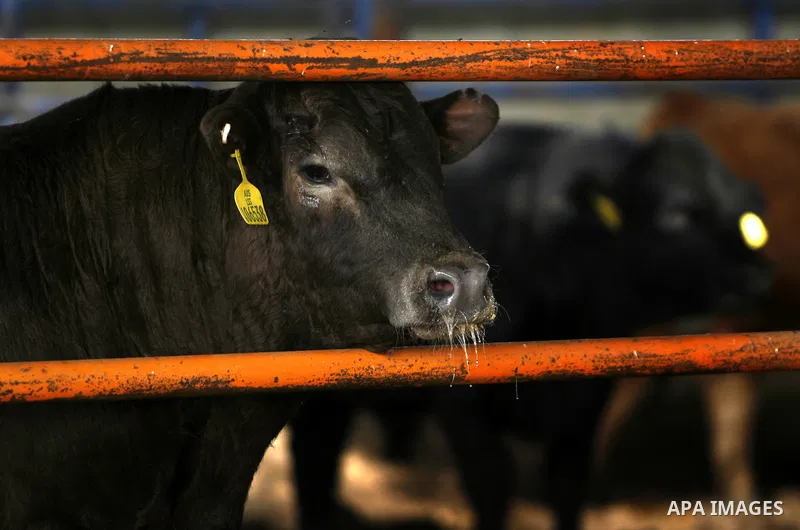 cows are seen at a livestock farm in Rafah, southern Gaza Strip, Wednesday, May 2, 2012. A U.N. agency said Wednesday May 2, 2012 that Egypt's outbreak of foot-and-mouth disease has reached neighboring Gaza Strip and cou...