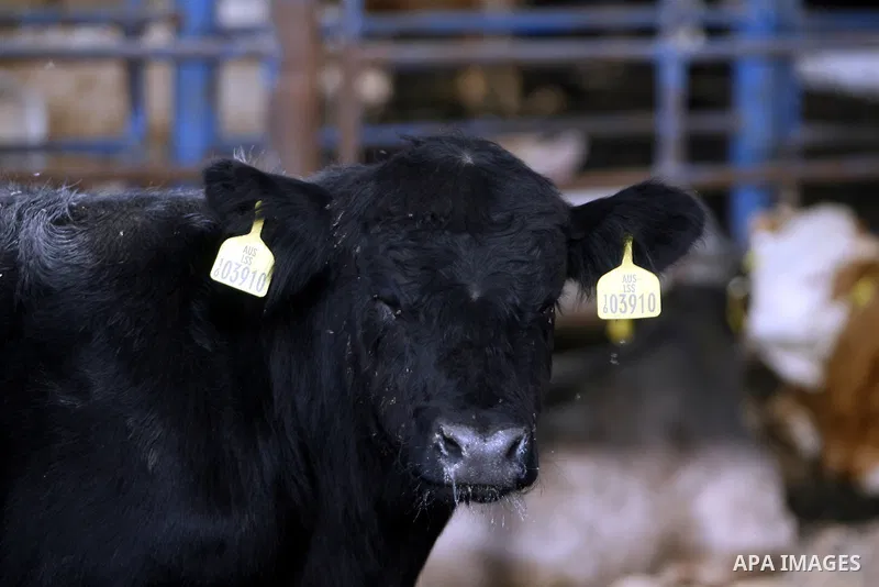 cows are seen at a livestock farm in Rafah, southern Gaza Strip, Wednesday, May 2, 2012. A U.N. agency said Wednesday May 2, 2012 that Egypt's outbreak of foot-and-mouth disease has reached neighboring Gaza Strip and cou...