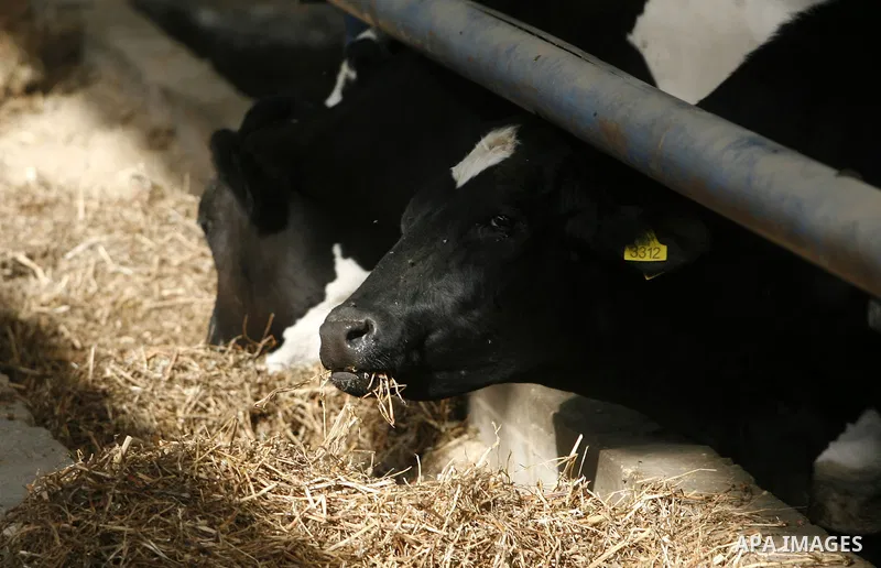 cows are eat at a livestock farm in Rafah, southern Gaza Strip, Wednesday, May 2, 2012. A U.N. agency said, May 03, 2012 that Egypt's outbreak of foot-and-mouth disease has reached neighboring Gaza Strip and could soon s...