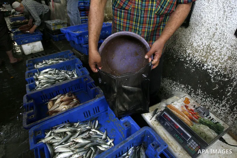 A Palestinian man sells the fish on the market in Rafah refugee camp in the southern Gaza Strip on May 03, 2011. Photo by Eyad Al Baba
