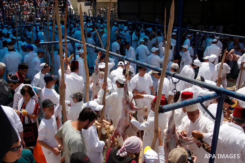 Members of the ancient Samaritan community carry a sheep to the slaughter during the traditional Passover sacrifice in Mount Gerizim, in the northern West Bank city of Nablus, 04 May 2012. According to tradition, the Sam...