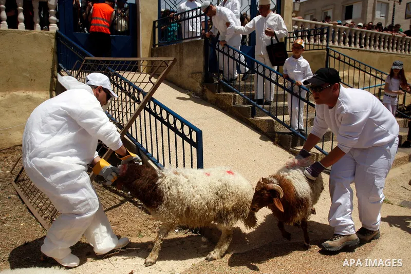 Members of the ancient Samaritan community carry a sheep to the slaughter during the traditional Passover sacrifice in Mount Gerizim, in the northern West Bank city of Nablus, 04 May 2012. According to tradition, the Sam...