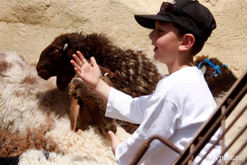Members of the ancient Samaritan community carry a sheep to the slaughter during the traditional Passover sacrifice in Mount Gerizim, in the northern West Bank city of Nablus, 04 May 2012. According to tradition, the Sam...