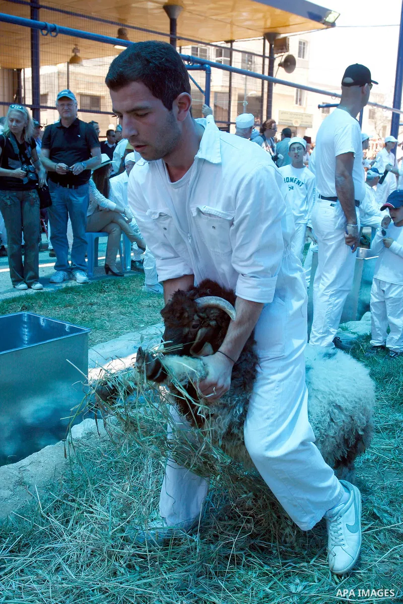 Members of the ancient Samaritan community carry a sheep to the slaughter during the traditional Passover sacrifice in Mount Gerizim, in the northern West Bank city of Nablus, 04 May 2012. According to tradition, the Sam...