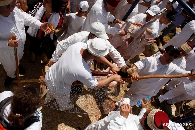 Members of the ancient Samaritan community carry a sheep to the slaughter during the traditional Passover sacrifice in Mount Gerizim, in the northern West Bank city of Nablus, 04 May 2012. According to tradition, the Sam...
