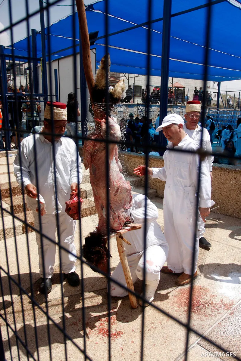 Members of the ancient Samaritan community carry a sheep to the slaughter during the traditional Passover sacrifice in Mount Gerizim, in the northern West Bank city of Nablus, 04 May 2012. According to tradition, the Sam...