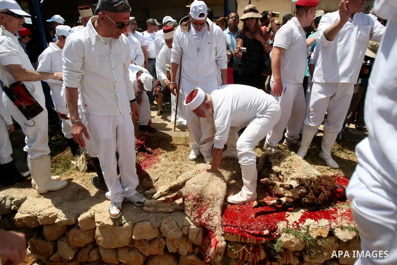 Members of the ancient Samaritan community carry a sheep to the slaughter during the traditional Passover sacrifice in Mount Gerizim, in the northern West Bank city of Nablus, 04 May 2012. According to tradition, the Sam...