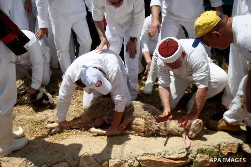 Members of the ancient Samaritan community carry a sheep to the slaughter during the traditional Passover sacrifice in Mount Gerizim, in the northern West Bank city of Nablus, 04 May 2012. According to tradition, the Sam...