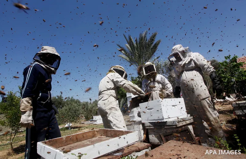palestinian beekeepers inspect hives at an apiary near the central Gaza Strip refugee camp of Bureij on May 08, 2012. Husam El-Ashqar, the Gaza farmer who owns the apiary says his 35 hives produce some 350 kilos of honey...