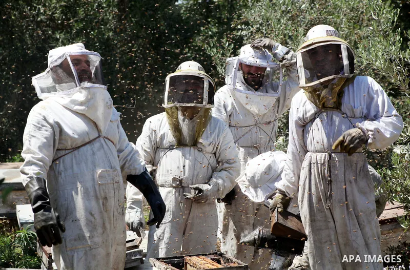 palestinian beekeepers inspect hives at an apiary near the central Gaza Strip refugee camp of Bureij on May 08, 2012. Husam El-Ashqar, the Gaza farmer who owns the apiary says his 35 hives produce some 350 kilos of honey...