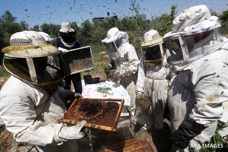 palestinian beekeepers inspect hives at an apiary near the central Gaza Strip refugee camp of Bureij on May 08, 2012. Husam El-Ashqar, the Gaza farmer who owns the apiary says his 35 hives produce some 350 kilos of honey...