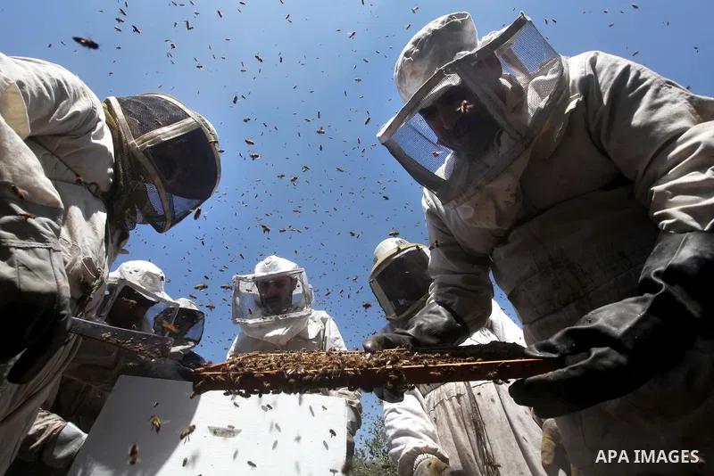 palestinian beekeepers inspect hives at an apiary near the central Gaza Strip refugee camp of Bureij on May 08, 2012. Husam El-Ashqar, the Gaza farmer who owns the apiary says his 35 hives produce some 350 kilos of honey...