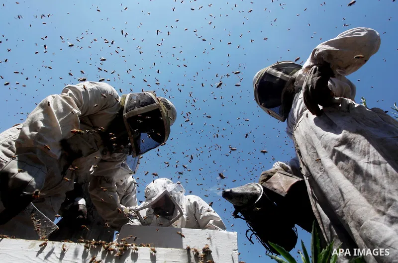 palestinian beekeepers inspect hives at an apiary near the central Gaza Strip refugee camp of Bureij on May 08, 2012. Husam El-Ashqar, the Gaza farmer who owns the apiary says his 35 hives produce some 350 kilos of honey...