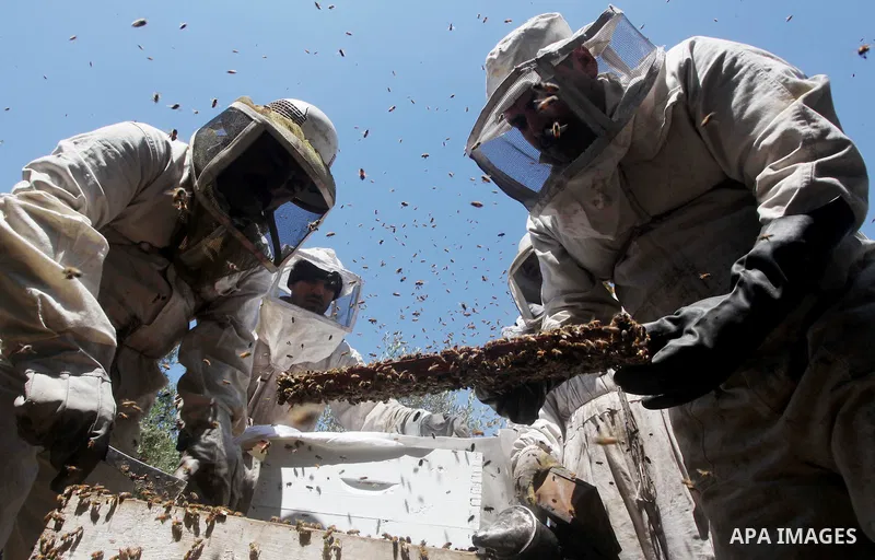 palestinian beekeepers inspect hives at an apiary near the central Gaza Strip refugee camp of Bureij on May 08, 2012. Husam El-Ashqar, the Gaza farmer who owns the apiary says his 35 hives produce some 350 kilos of honey...