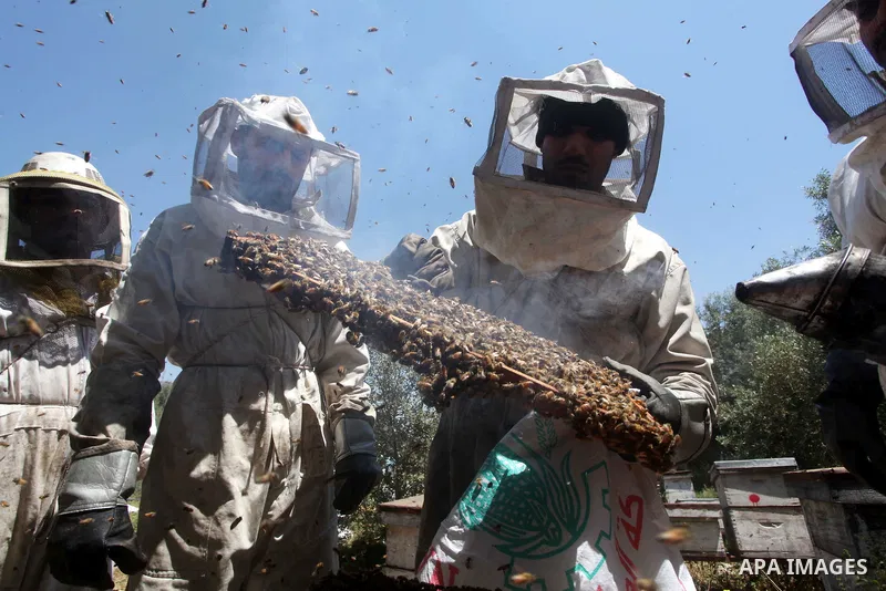 palestinian beekeepers inspect hives at an apiary near the central Gaza Strip refugee camp of Bureij on May 08, 2012. Husam El-Ashqar, the Gaza farmer who owns the apiary says his 35 hives produce some 350 kilos of honey...
